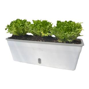 阳台种菜盆懒人花盆草莓专用蔬菜种植箱超窄窗沿边长方自吸水神器