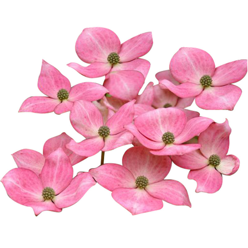 虹越多花梾木四照花耐阴耐寒多年