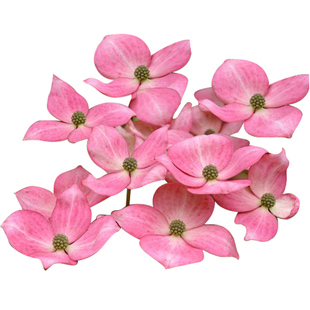 虹越多花梾木盆栽四照花花叶灯台树庭院别墅观花耐阴耐寒小乔木