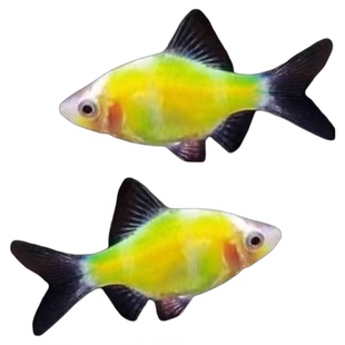 荧光虎皮鱼新手好养耐活草缸群游鱼金虎蓝虎小型热带淡水观赏鱼苗