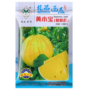 四季室外盆栽黄皮黄肉西瓜种子黄色薄皮黄心黄瓢迷你甜西瓜籽大全