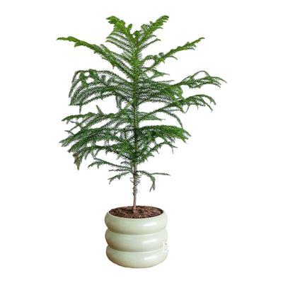 超好养南洋杉室内绿植四季常绿