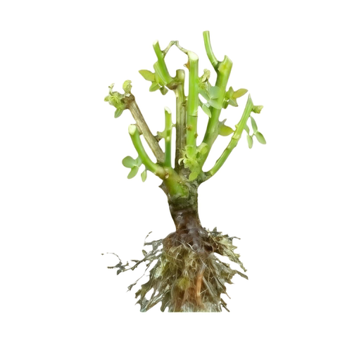 蔷薇花苗爬藤四季开花母系老桩植物耐寒浓香大花地栽盆栽花卉攀爬