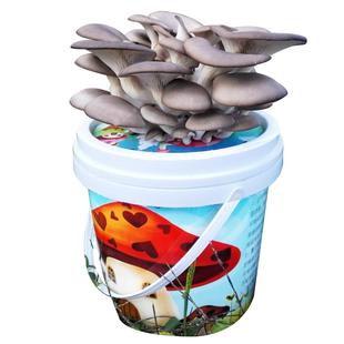 蘑菇DIY种植桶蘑菇种植包菌包平菇香菇金针菇家庭蘑菇包喷水就长