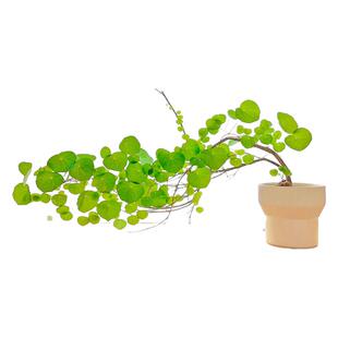 山乌龟爬藤植物一叶龟种球盆栽办公室内客厅桌面好养活绿植小摆件