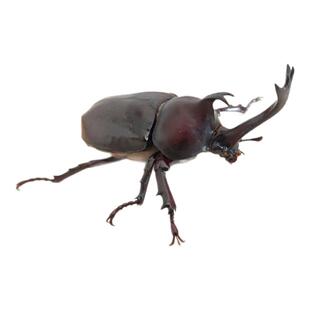 独角仙幼虫活虫饲养套装甲虫宠物成虫活物昆虫锹甲木屑食物饲养盒