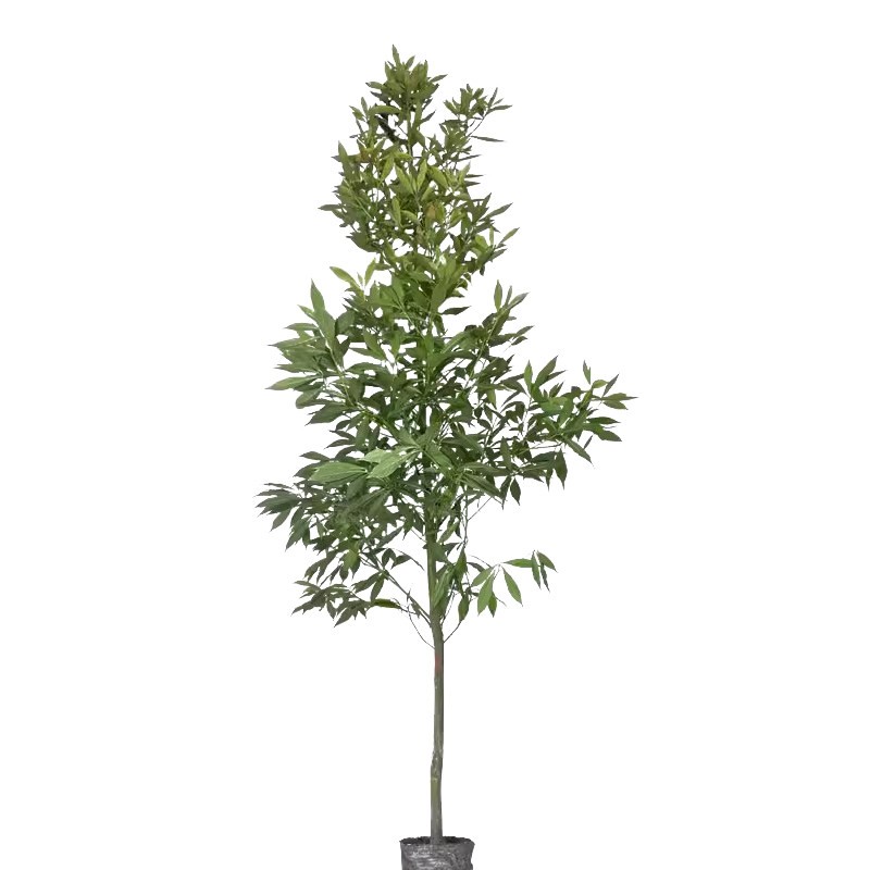 金丝楠木树苗正宗小叶桢楠珍稀名贵苗木庭院别墅地栽盆栽绿化大树