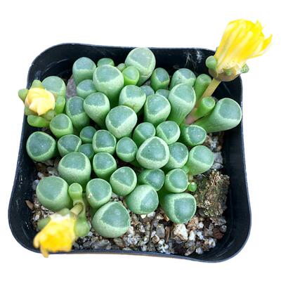 萌肉肉植物组合陌上花五十铃玉