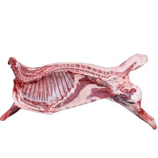 烤全羊锡林郭勒羊肉整只新鲜内蒙古全羊白条羊草原散养礼盒送礼