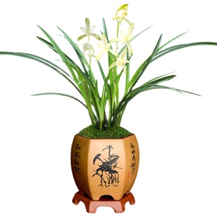 浓香素心兰花建兰国色天香 复色花四季兰细叶名贵兰花 先明艺花卉