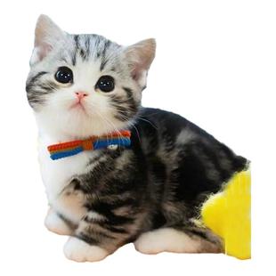 纯种美短猫活体虎斑猫矮脚猫标斑小猫活物宠物猫咪美短加白起司猫