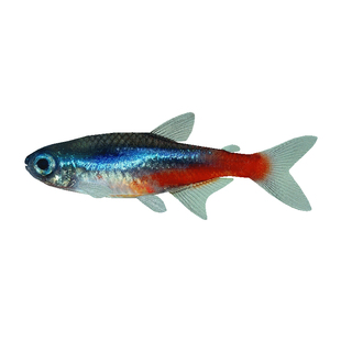 红绿灯鱼热带红绿灯观赏鱼好养耐活鱼宝莲灯鱼灯科淡水小型群游鱼