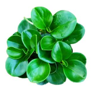 豆瓣绿盆栽植物青叶碧玉净化空气室内客厅绿植盆景可水培好养植物