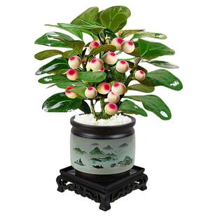 小盼菩提树盆栽带果盆景室内办公室植物茶几桌面摆件中式禅意绿植