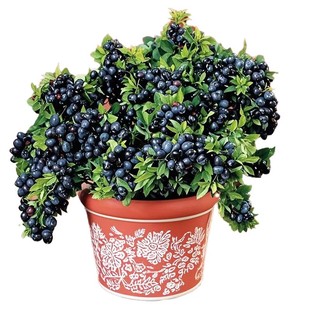 蓝莓树果苗盆栽特大号室内外蓝梅苗地栽阳台四季南北方种植果树苗