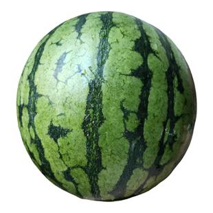 甜王西瓜种籽特大早熟超甜春夏蔬菜种子瓜果苗孑南方四季嫁接苗秧