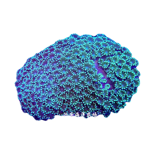 图选双色茉莉花圆帽珊瑚海葵海水鱼缸活体幻彩宝石花小型兴国