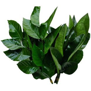 新鲜柚子叶碌柚叶沐浴过年打扫老树新鲜摘去晦气专用柚子叶乔迁