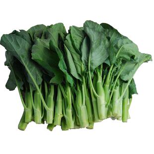 和利农正源大笋香菇鸡腿芥兰种子菜种芥蓝种籽甜脆广东四季蔬菜孑