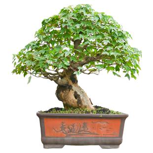 孤品唐枫三角枫老桩爆皮盆景庭院别墅花园落地大型盆栽枫树老桩