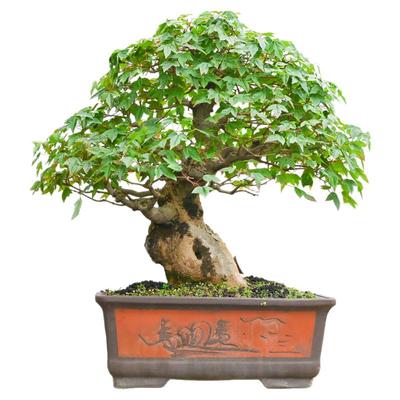 三角枫唐枫大型盆景别墅摆放