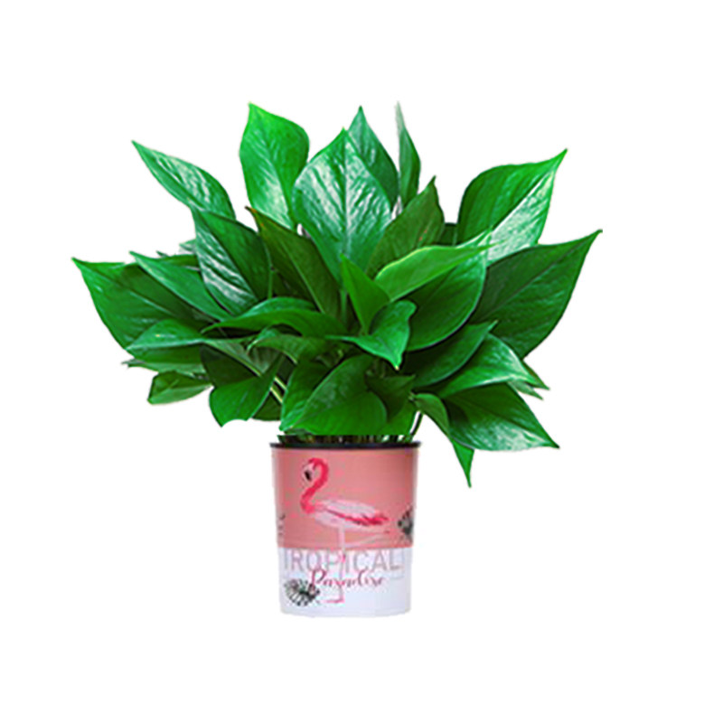 新房绿萝盆栽室内植物水培大叶绿箩绿植家用花卉净化空气好养