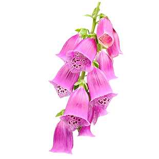 天狼 毛地黄 室外庭院多年生宿根植物花卉盆栽苗耐寒易养护