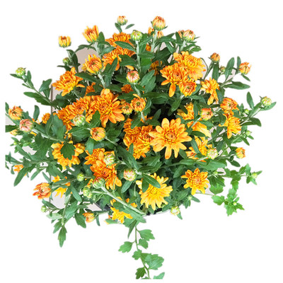 舞春花阳台庭院四季矮牵牛包邮