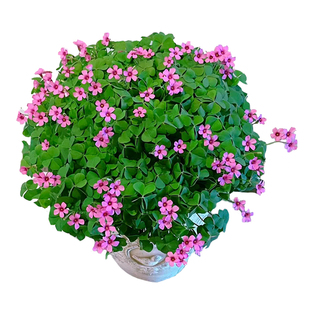 酢浆草种球红花炸浆草三叶草幸运草庭院花坛多年生花苗地栽绿化苗