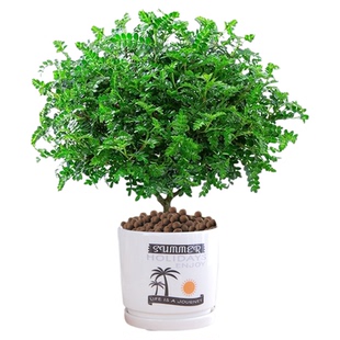 正宗清香胡椒木盆栽花卉室内外驱蚊草植物树苗老桩盆景九里香绿植