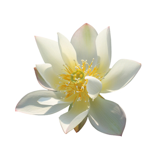 新品种《念•故人》微型碗莲种藕姜永慧微莲苑小盆易养荷花根苗