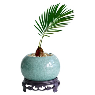 铁树禅意迷你小盆栽茶桌禅意摆件盆景办公室内绿植物客厅桌面苏铁