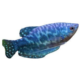 小型观赏鱼蓝曼龙鱼黄曼龙五彩丽丽鱼淡水鱼好养耐活不打氧热带鱼