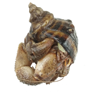 大连海鲜海货特产鲜活网红活体食用新鲜椰子蟹超大寄居蟹海怪虾怪