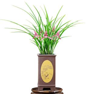 德芳兰业兰花春兰红花红豆客厅阳台浓香花卉绿植基地直发园艺盆栽