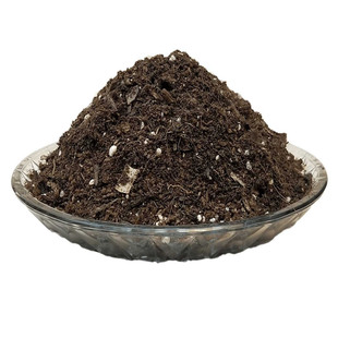 银叶蜡菊雪月菊冰锥蜡菊营养椰砖土室内盆栽绿植物专用种植土透气