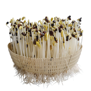 发豆芽黑豆生豆芽专用黑豆黄芯小黑豆种子芽黄豆打豆浆1斤装包邮