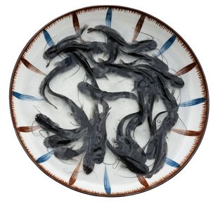 南方大口鲶鱼苗冷水淡水养殖食用鲜活观赏本地特大二须塘鲺鲶鱼苗