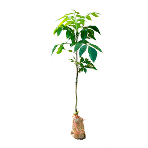 黄皮果苗树无核大鸡心嫁接黄皮水果树苗盆栽地栽四季种植当年结果
