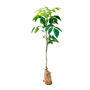 黄皮果苗树无核大鸡心嫁接黄皮水果树苗盆栽地栽四季种植当年结果