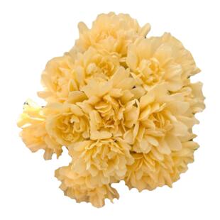 无刺四季红木香花苗爬藤植物红花蔷薇黄木香藤蔓藤本庭院爬墙玫瑰