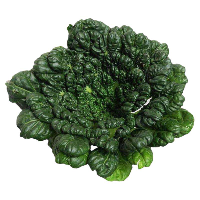 菊花菜乌塌菜种子种籽鸟塌菜籽秋冬季黑菜孑菜种秋后耐寒青菜乌塔