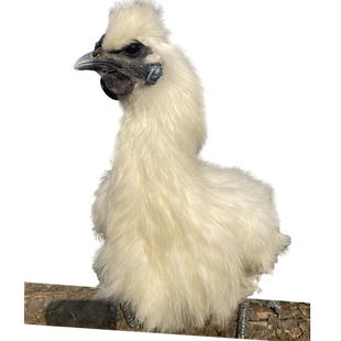 纯种泰和乌鸡种蛋受精蛋可孵化白凤乌鸡竹丝鸡土鸡种蛋可批发保真