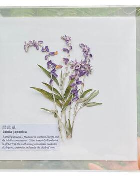 软装科普植物标本亚克力透明
