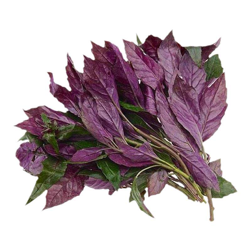 紫背菜苗子紫背菜秧苗四季蔬菜苗