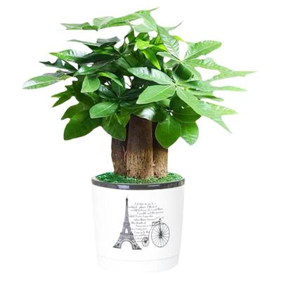 发财树盆栽室内桌面绿植花卉小盆景陶瓷花盆净化空气四季好养植物