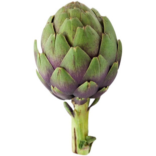 紫洋蓟种籽美国进口绿朝鲜蓟种子法国百合蔬菜孑菜四季秋冬季盆栽