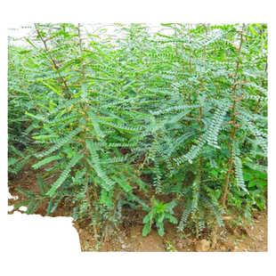 大刺皂角树苗南北方庭院绿化带刺皂荚苗篱笆围墙防护墙果园防护栏