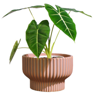 小虫草堂直播8食虫热带植物绿天鹅绒海芋萨利安秋海棠蔓绿绒花烛