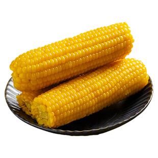 东北甜糯黄玉米新鲜大棒非转基因粘黏玉米粗粮主食代餐苞米真空装